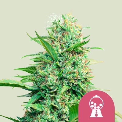 Royal Queen Seeds Pink Runtz semienka neobsahujú THC 1 ks
