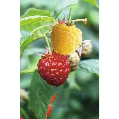 Malina Duo žlutá a červená na špalíru BIO FloraSelf Bio Rubis idaeus květináč 5 l