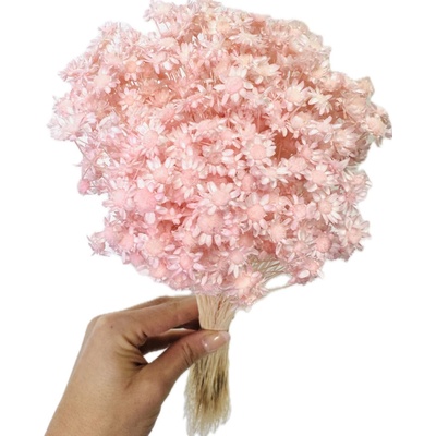 Sušená glixia světle růžová Baby Pink, kytice/svazek 50g