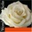 Pirastro Wondertone 410021