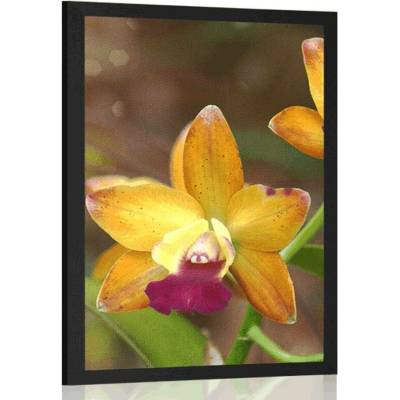 Plakát oranžová orchidej - 20x30 silver