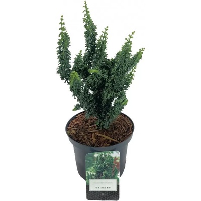Chamaecyparis obtusa 'Chiriman' 20-25 C2,5L