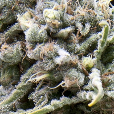 Pyramid Seeds CBD White Widow semienka neobsahujú THC 5 ks