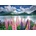 Educa - Puzzle Lupins On The Shores of Lake Sils, Switzerland - 1 500 piese