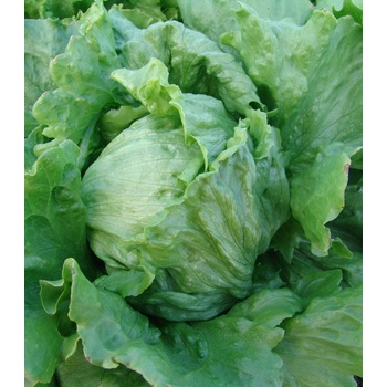 Šalát hlávkový Tarzan - Lactuca sativa L. - predaj semien šalátu - 250 ks