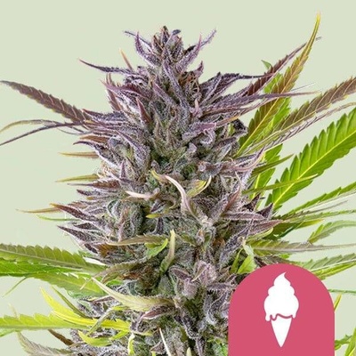 Royal Queen Seeds Green Gelato semena neobsahují THC 3 ks