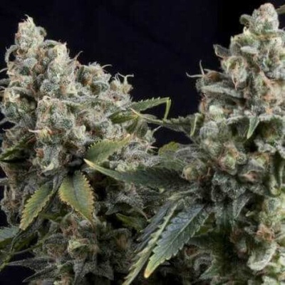 Pyramid Seeds Auto Tutankhamon semienka neobsahujú THC 100 ks