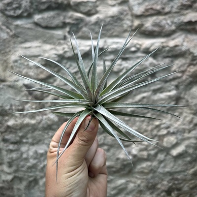Tillandsia concolor