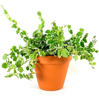 Gardners Ficus pumila variegata, průměr 6 cm Fíkus droboučký
