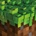 C418 - Minecraft Volume Alpha LP