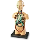 Learning Resources Anatomický model lidského těla