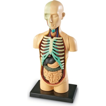 Learning Resources Anatomický model lidského těla