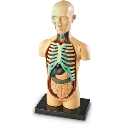 Learning Resources Anatomický model lidského těla