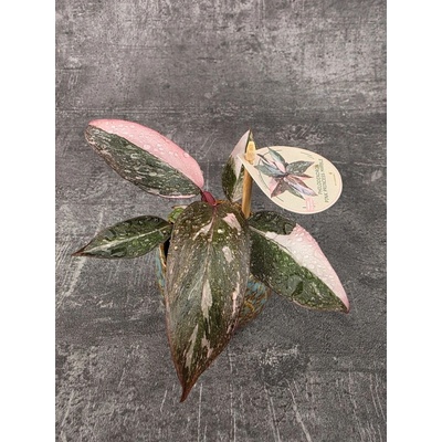 Philodendron Pink Princess marble mini