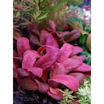 Samolus parviflorus red – Zboží Mobilmania