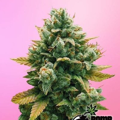 Bomb Seeds Godfather Bomb semena neobsahují THC 5 ks