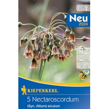 Česnek sicilský cibule, Allium Nectaroscordum, Kiepenkerl, žluto - vínový, 5 ks