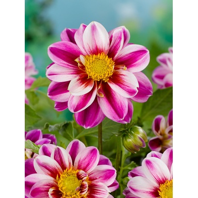 Georgína 'Pink petticoat' 1 ks