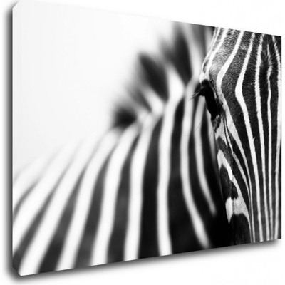 Impresi Obraz Zebra detail - 60 x 40 cm