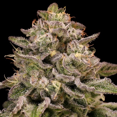 Anesia SeedsAuto Pistachio Churro Semienka neobsahujú THC 3 ks