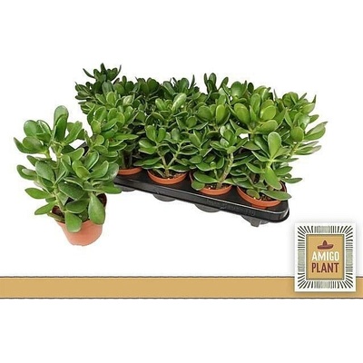 S Crassula ovata 17-25cm/8-10 NL, živá rostlina