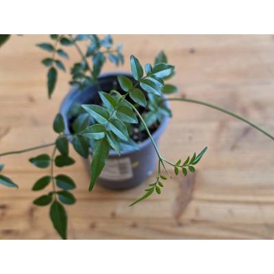 PlanBros flower Jasminum
