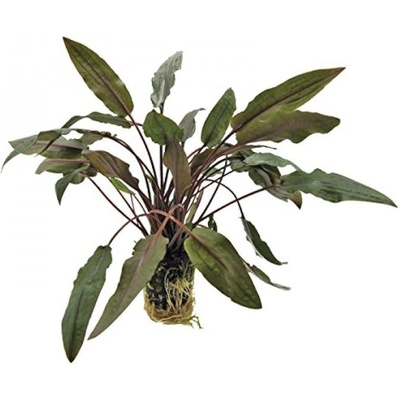 Cryptocoryne undulatus red