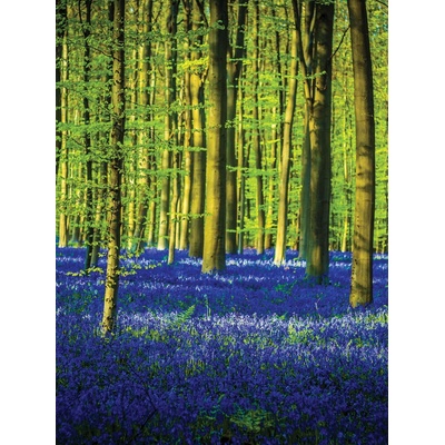 Preinterier Fototapeta panel - PL0169 - Modrý les vlies - 206cm x 275cm