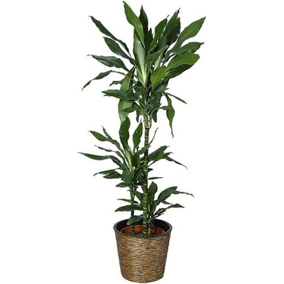 A.H.G. Obal na kvetináč ø 40 cm 32 cm plast hnedý 1-15910070-A-WBR