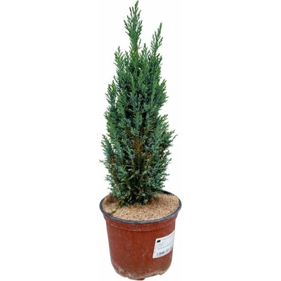 Cypruštek lawsonov Ellwoodii, výška 10-20 cm, kvetináč 2 l