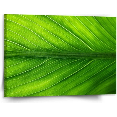 Sablio Obraz List 2 - 150x110 cm