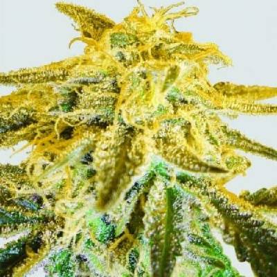Nirvana Master Kush regular 10ks semena neobsahují THC