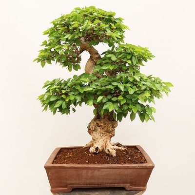 e-bonsai Venkovní bonsai -Carpinus Coreana - Habr korejský
