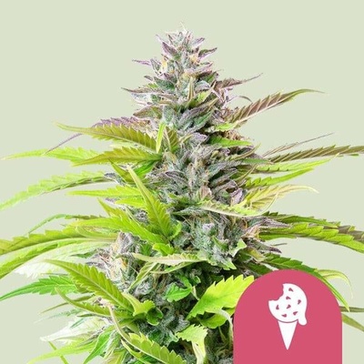 Royal Queen Seeds Cookies Gelato semena neobsahují THC 3 ks
