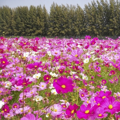 Nasiona letnička Kosmos Onętek (Cosmos Bipinnatus) MIX 100 g