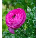 Pryskyřník růžový - Ranunculus asiaticus - cibuloviny - 3 ks