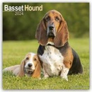 Basset Hound Bassets 16-Monats 2024