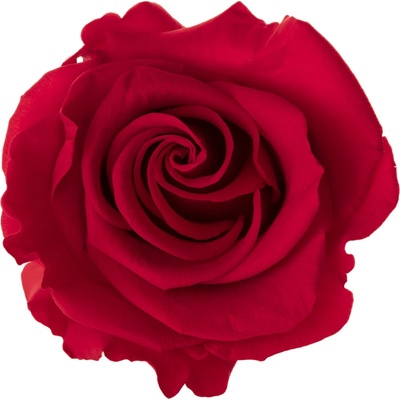 Ina DARK Red - červená (3x stabilizovaná "věčná" růže v betonovém květináčku) – Zbozi.Blesk.cz