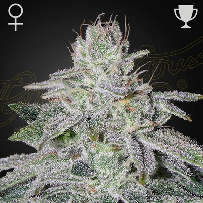 Green House Seed Francos Lemon Cheese semienka neobsahujú THC 1 ks