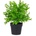 Bizzotto ИЗКУСТВЕНО РАСТЕНИЕ sedum 25cm ЗЕЛЕНО (0171053)