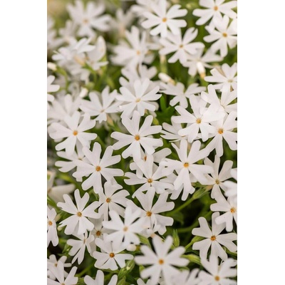 Phlox subulata SNOWFLAKE - plamenka šídlovitá, flox