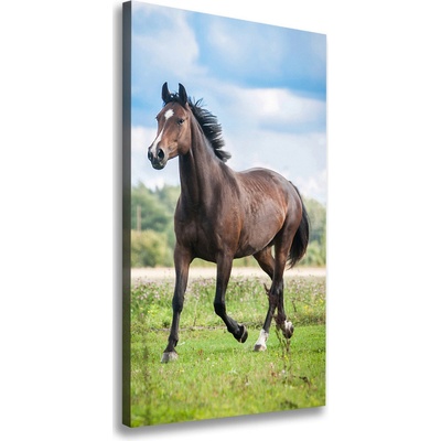 Vertikálny foto obraz na plátne do obývačky Kôň na poli 50x100 cm