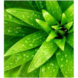 DIMEX ART Флизелинов фототапет пресни листа 225 x 250 см