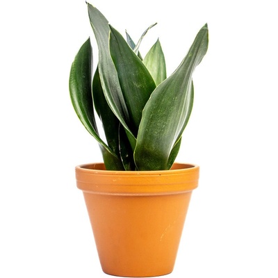 Gardners Sansevieria Black Diamond, průměr 12 cm Sanseveria, Tchýnin jazyk, Tenura