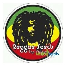 Reggae Seeds Bass Line semena neobsahují THC 7 ks