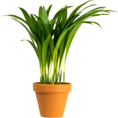 Gardners Dypsis Lutescens (areca), průměr 11-12 cm Palma areková