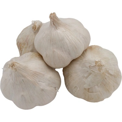 AgroBio Sadbový česnek Štěpán