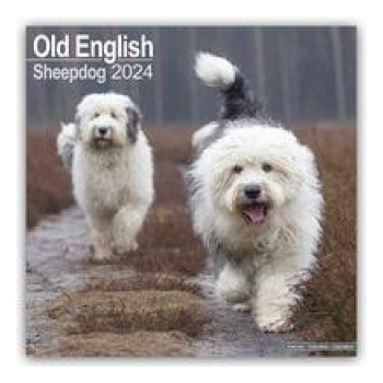 Old English Sheepdog Bobtails 16-Monats 2024