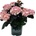 Black Diamond® Midnight Pearl - Black Diamonds® Хортензия Macrophylla
