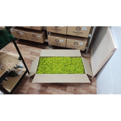 Stabilizovaný mach – sobí - lišajník – Reindeer moss - limetkovo zelený - celé balenie 5kg